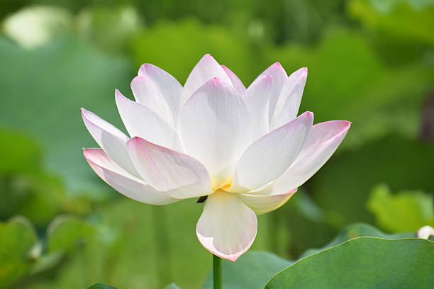 istock White lotus blooming in the garden 2217451719