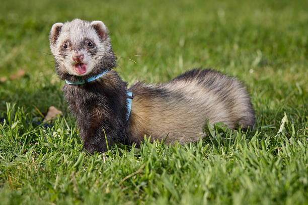 istock Ferret female exploring nature and places in spring park 2217452058