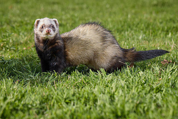 istock Ferret female exploring nature and places in spring park 2217452110