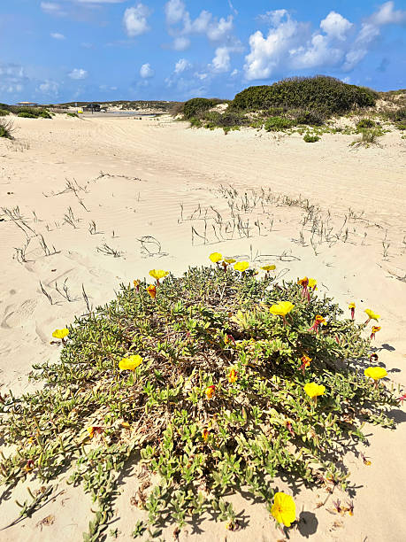 istock Blooming flowers of Beach evening-primrose 2217455500