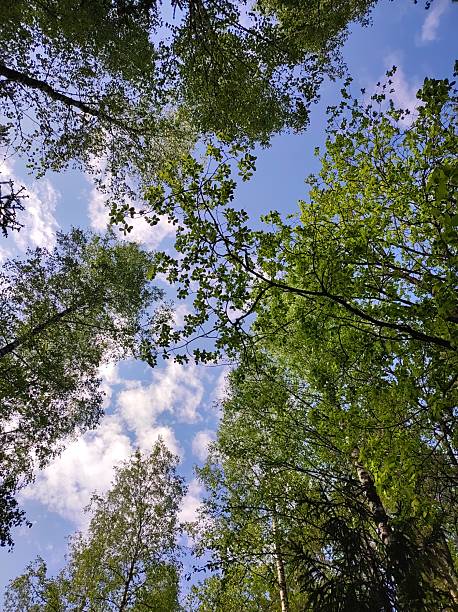 istock Mixed forest, birch and pine trees, sunny day, blue sky 2217456797