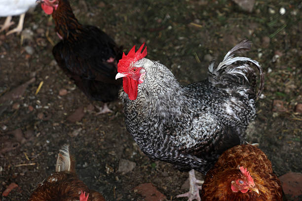 Rooster with hens in a farmyard.
