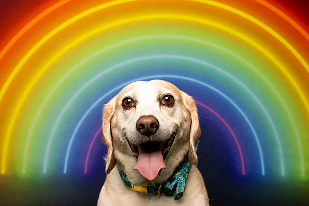 istock Golden Glow and Happy Grin 2217457160