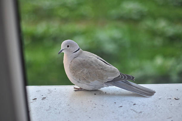 A gray dove (turtle dove) sits on the external windowsill behind the window
