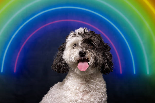 istock Happy Dog with Neon Rainbow Glow 2217458677