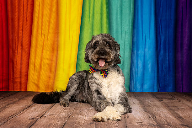 A fluffy black and white dog relaxes on a wooden floor in front of a rainbow pride backdrop, wearing a festive rainbow bow tie and showing support for equality and love.