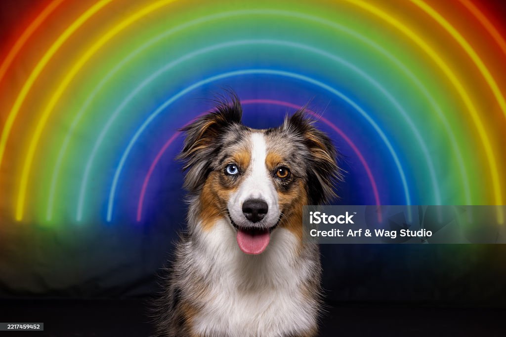 Smiling Aussie Smiling Aussie With Neon Rainbow Stock Photo - Download Image Now ...
