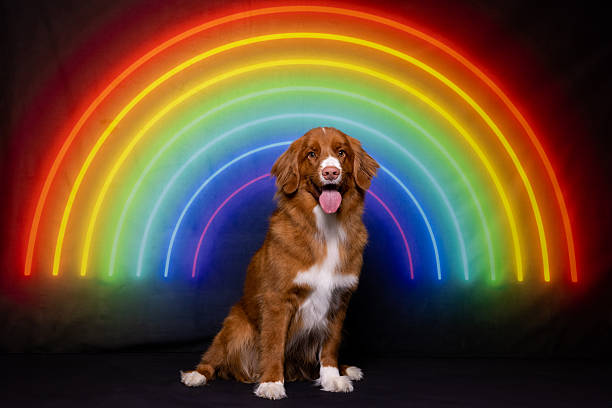 istock Golden Glow of Pride 2217460430