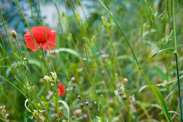 Red poppy flower adding a splash of color to a vibrant green field, capturing the essence of springtime