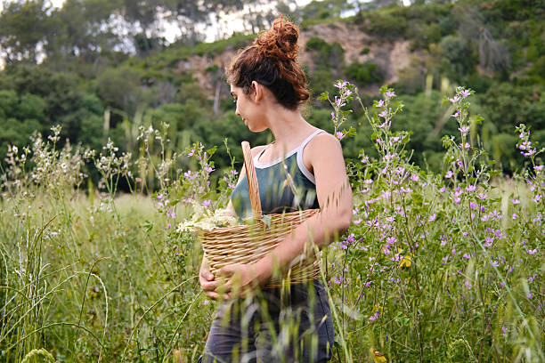 Young woman harvesting wild herbs in a blooming meadow. unrecognizable person stock photo