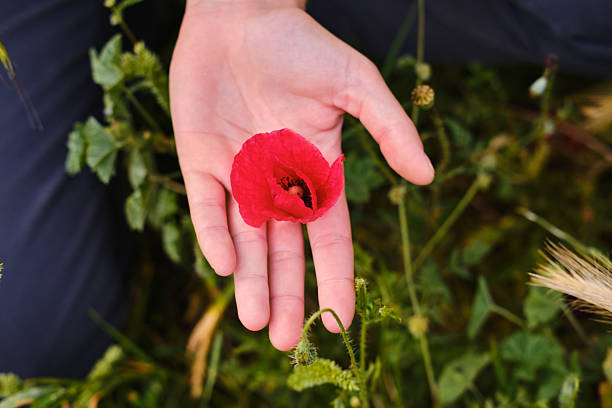 istock Hand holding a red poppy flower in spring. unrecognizable person 2217461217