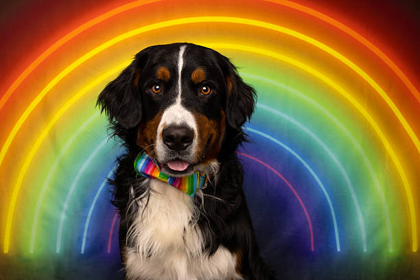 istock Rainbow Glow and Gentle Gaze 2217461541
