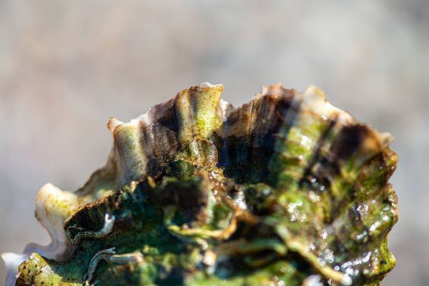 A detailed close-up of a marine shell encrusted with a rich community of intertidal organisms including tube-dwelling polychaete worms, barnacles, bryozoans, and a dark periwinkle snail.