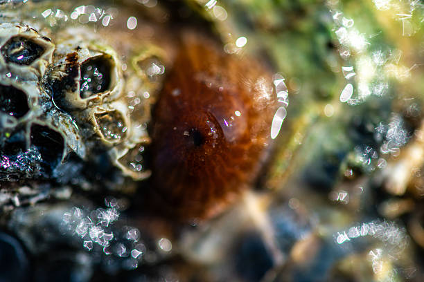 istock Intertidal Encrustation on Marine Shell: Polychaetes, Barnacles, and Snail 2217462415