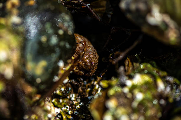 A detailed close-up of a marine shell encrusted with a rich community of intertidal organisms including tube-dwelling polychaete worms, barnacles, bryozoans, and a dark periwinkle snail.