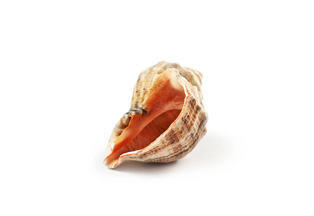 istock Shell from a coastal region showcasing intricate patterns and colors found on a sandy beach during low tide 2217463763