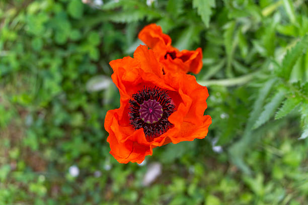 Free picture: Dark red petals of opium poppy flower in green wheat field