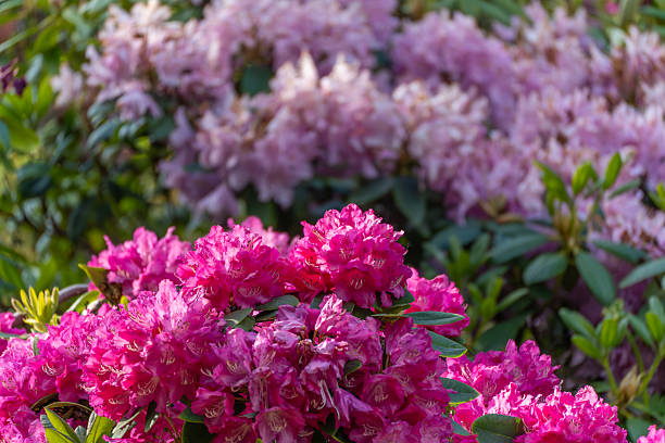 istock Intense pink rhododendron blossoms contrast with a blurred background. 2217466298