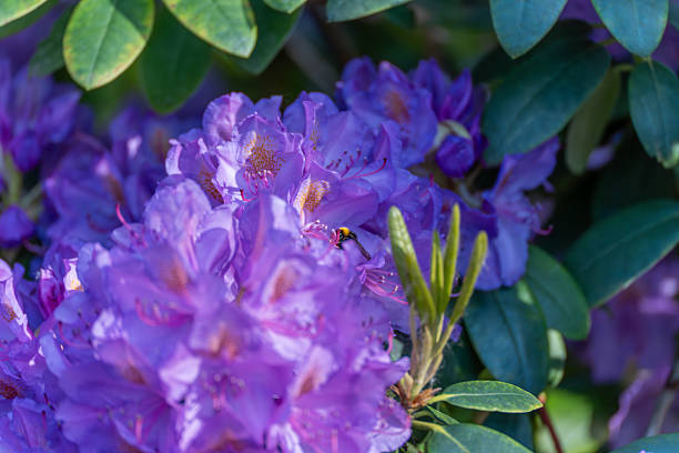 A bee sucks nectar from a purple rhododendron blossom. The image shows the connection between animal and plant in their natural harmony.