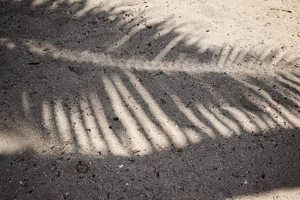 istock Shadow of coconut tropical leaves 2217467355