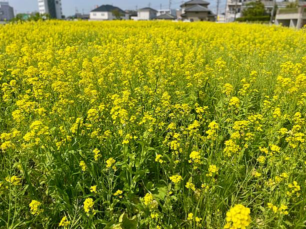 istock Yellow rapeseed flowers 2217467553