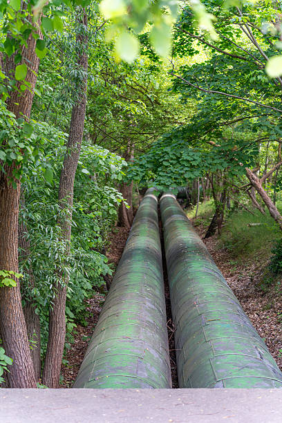 istock Two large reeds in the forest. 2217470096
