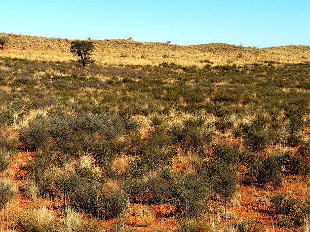 istock Vast open Namibian desert terrain with sparse dry vegetation basking under a vivid clear blue sky. 2217471863