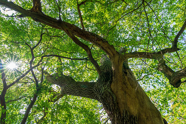 istock Puszcza Piska Forest. Masuria in Poland. 2217472096