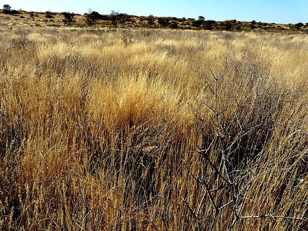 istock Vast open Namibian desert terrain with sparse dry vegetation basking under a vivid clear blue sky. 2217472377