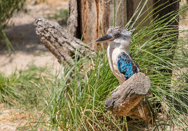 The blue-winged kookaburra (Dacelo leachii) sitting on tree in nature.