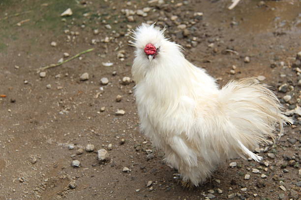 A Silkie chicken, a unique breed known for its fluffy, silk-like feathers, black skin, and gentle temperament. This ornamental bird is popular in poultry farming and pet keeping due to its striking