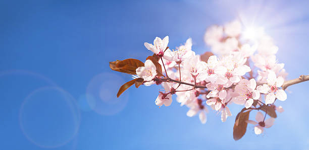 istock Blooming cherry tree with flowers in full bloom on sky background. 2217475677