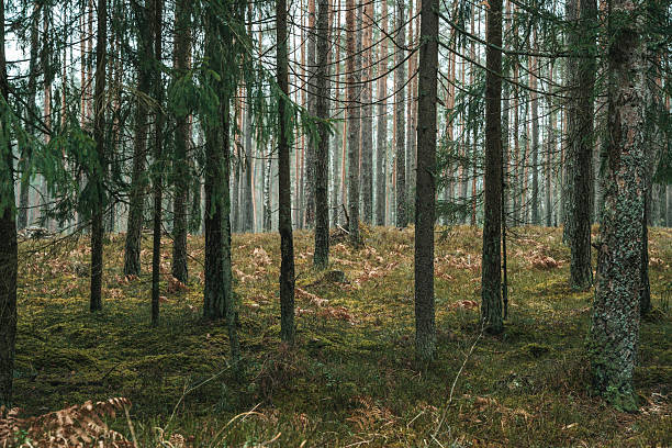 istock Pine forest in summer with moss landscape 2217475741