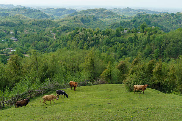 istock Cows grazing hillside. Idealistic rural landscape with grazing cows 2217476929