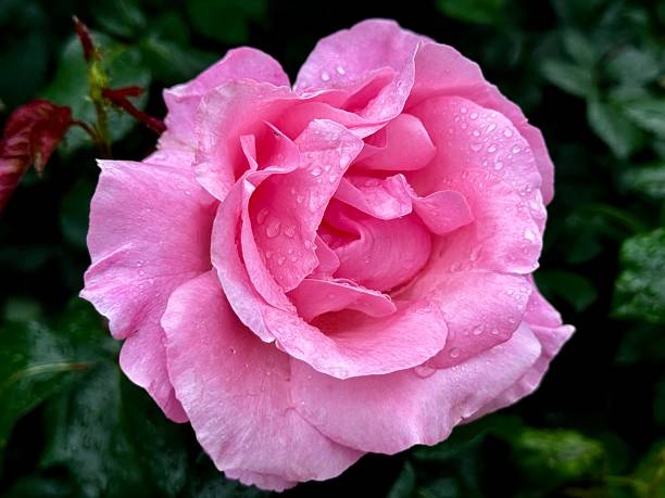 blooming pink roses in the garden