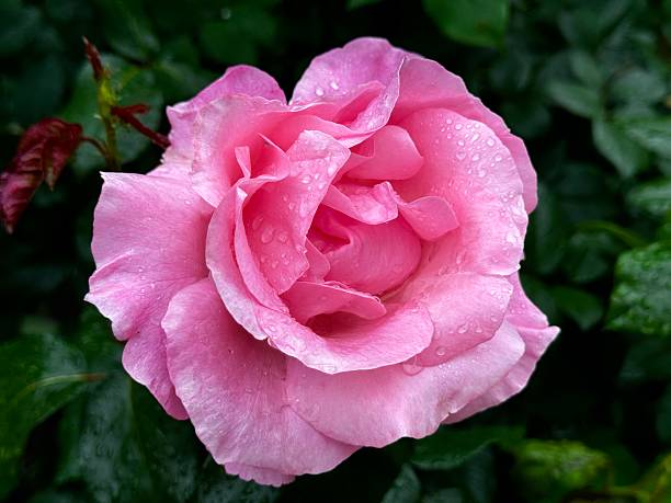 Macro of a pink rose flower.
