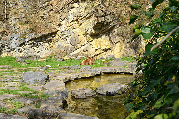 Brown bear lies isolated on the grass, with his back to the visitors, outside, between  a puddle of water and a rock wall