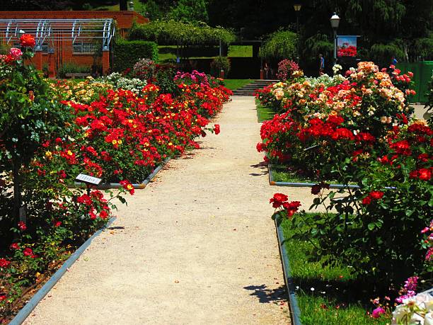 Madrid, Spain-05/27/2025  La Rosaleda Park  , a garden in Madrid's Parque del Oeste. Colored roses at La Rosaleda in Madrid.