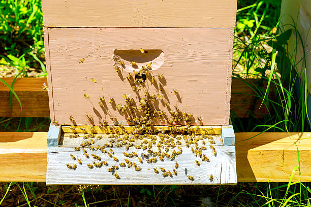 istock Busy bees enter, exit hive in lush garden during warm summer afternoon 2217479705