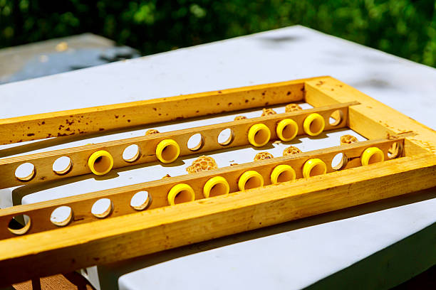 Beekeepers set up honeycomb frames on sunny day, ready for honey extraction hive maintenance activities.