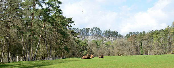 3 massive adult bison resting in the middle of a meadow, open plain of a forest on a sunny day. In the background 2 wild horses