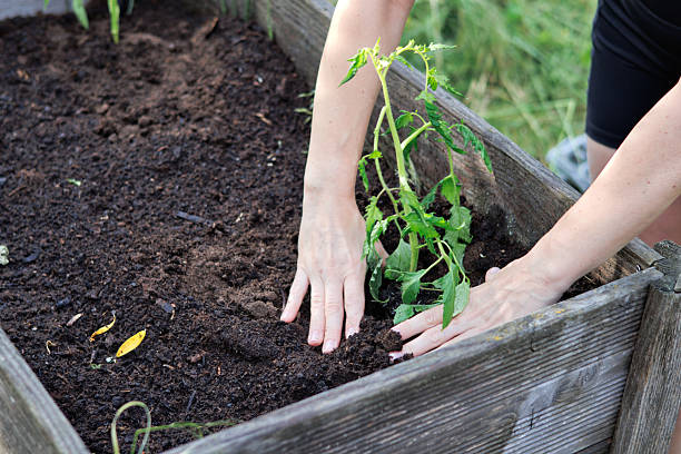 istock Child hands planting in garden 2217480913