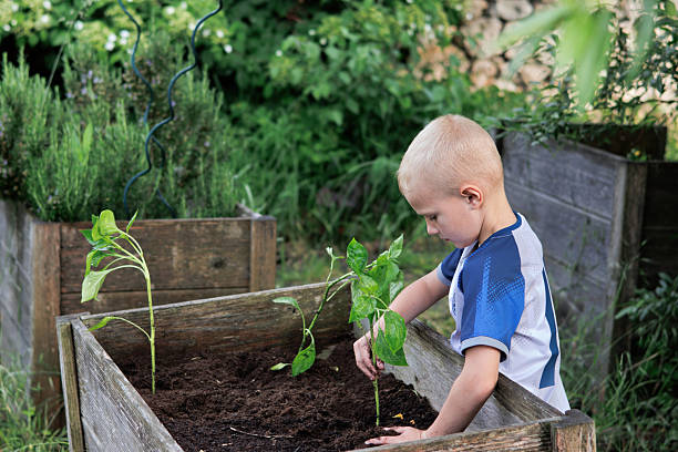 Boy helping to plant plants in garden