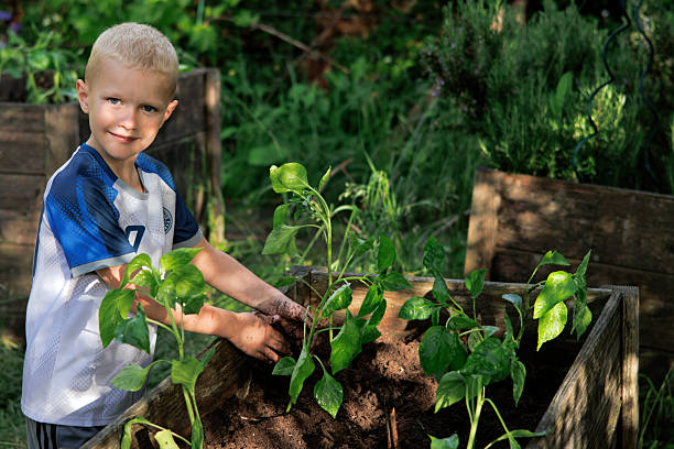 Boy helping to plant plants in garden