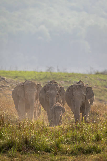 wild asiatischer elefant oder elephas maximus indicus herde oder gruppe familie kopf auf aggression in der sommersaison safari in natürlichem, grünem, malerischem grasland im jim corbett national park forest uttarakhand, indien - jim corbett nationalpark stock-fotos und bilder