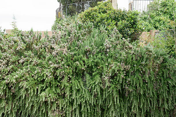 istock Rosemary plant herb garden as background 2217482040