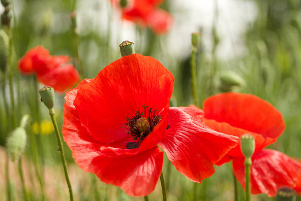istock Wild poppy flowers. 2217482108
