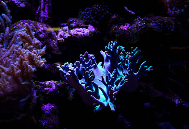 istock Coral reef aquarium tank photo 2217484429