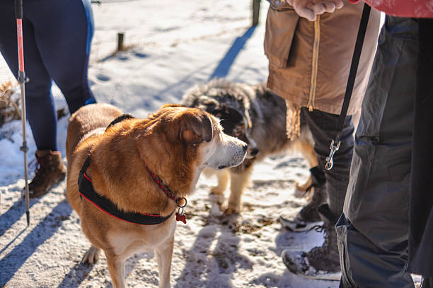 Two dogs embrace in playful scene amidst falling snow. Snow-covered ground enhances serene winter atmosphere. Flurry of flakes adds dynamic motion
