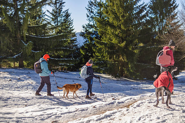 istock Best Winter vacation is hiking through snowy forests 2217484582